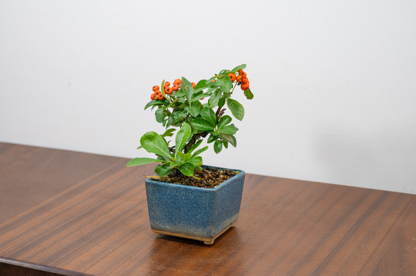 Pyracantha Bonsai Tree