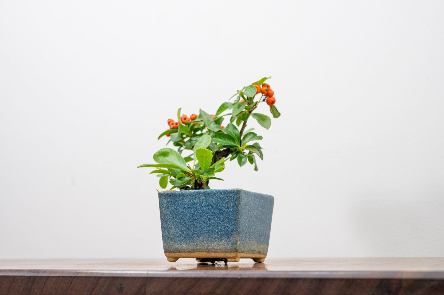 Pyracantha Bonsai Tree