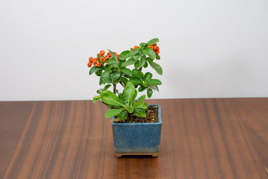 Pyracantha Bonsai Tree