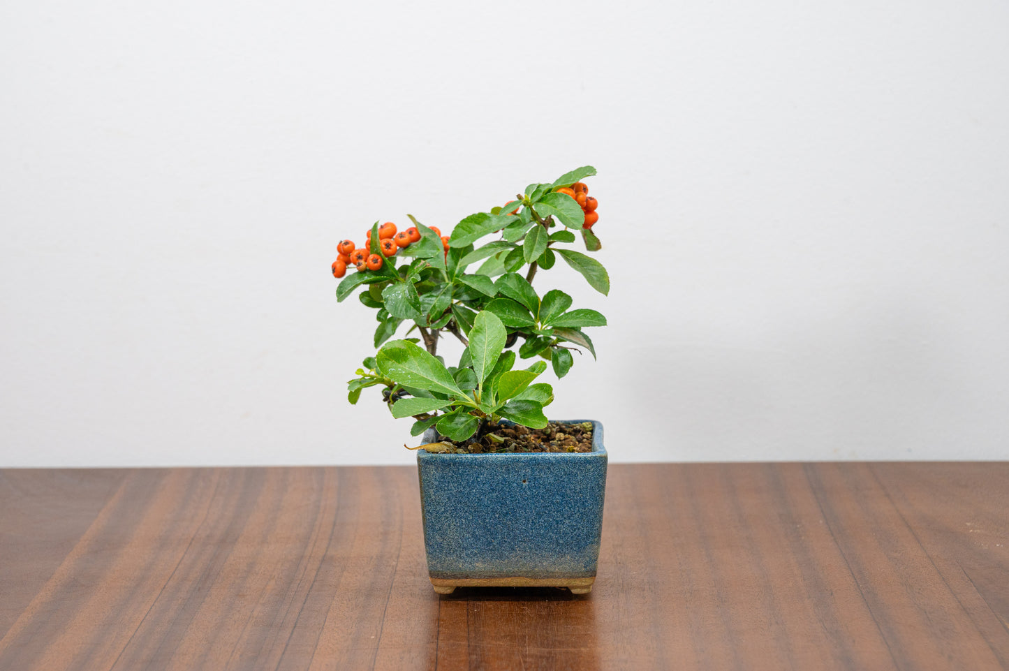 Pyracantha Bonsai Tree