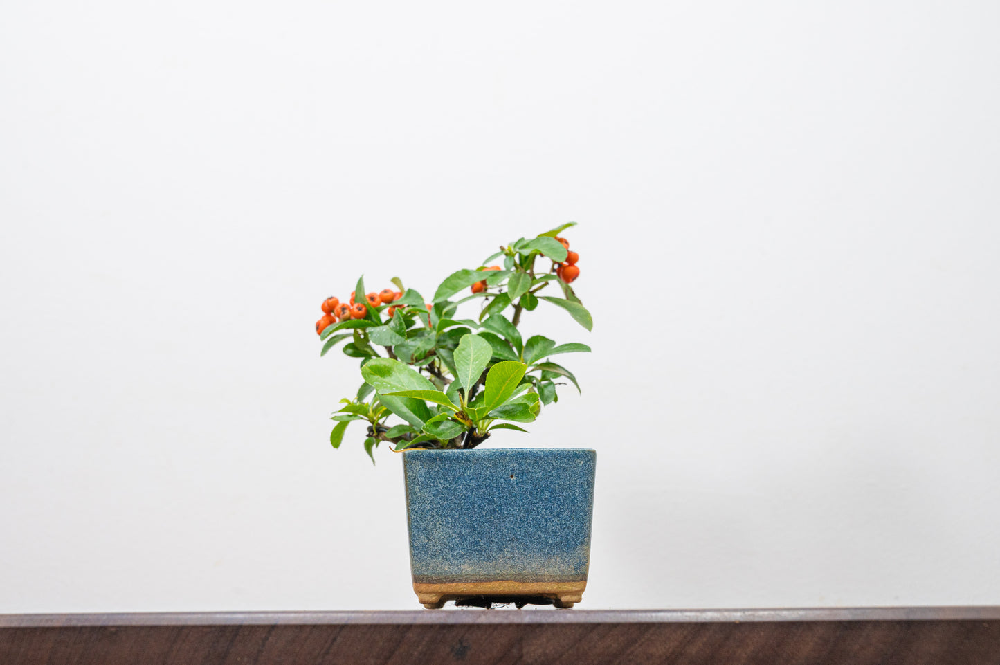 Pyracantha Bonsai Tree