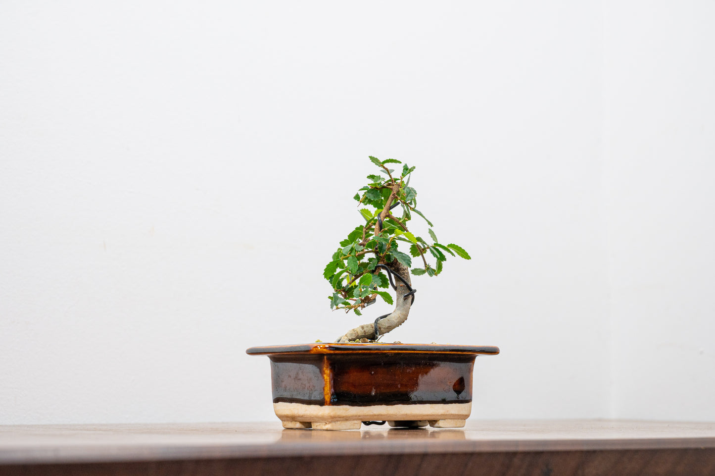 Chinese Elm 'MAME' Bonsai in 11 cm Dark Brown Ceramic Pot + Care Kit