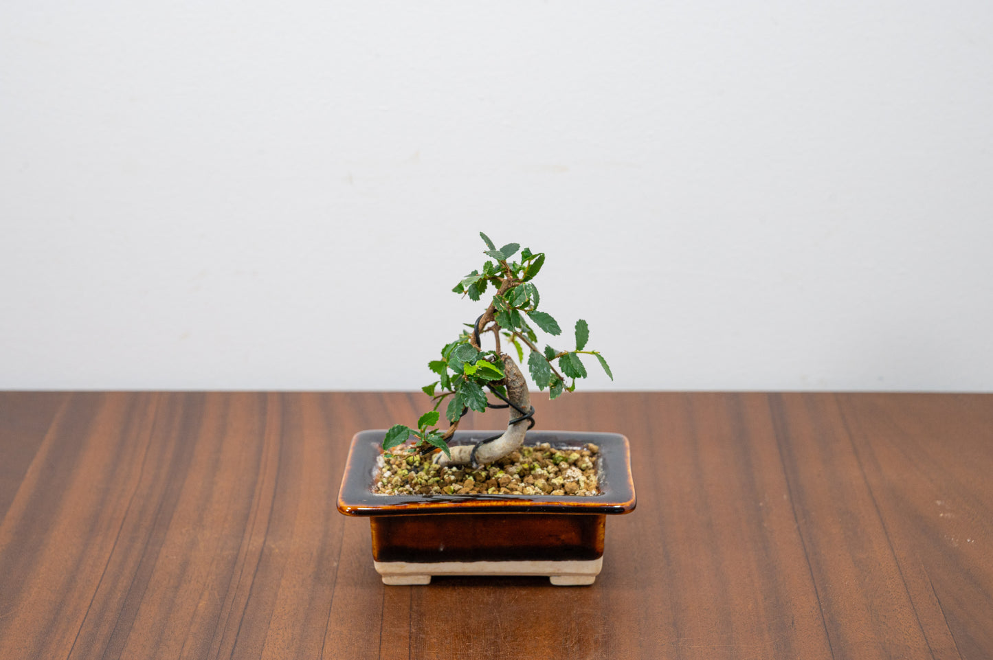Chinese Elm 'MAME' Bonsai in 11 cm Dark Brown Ceramic Pot + Care Kit