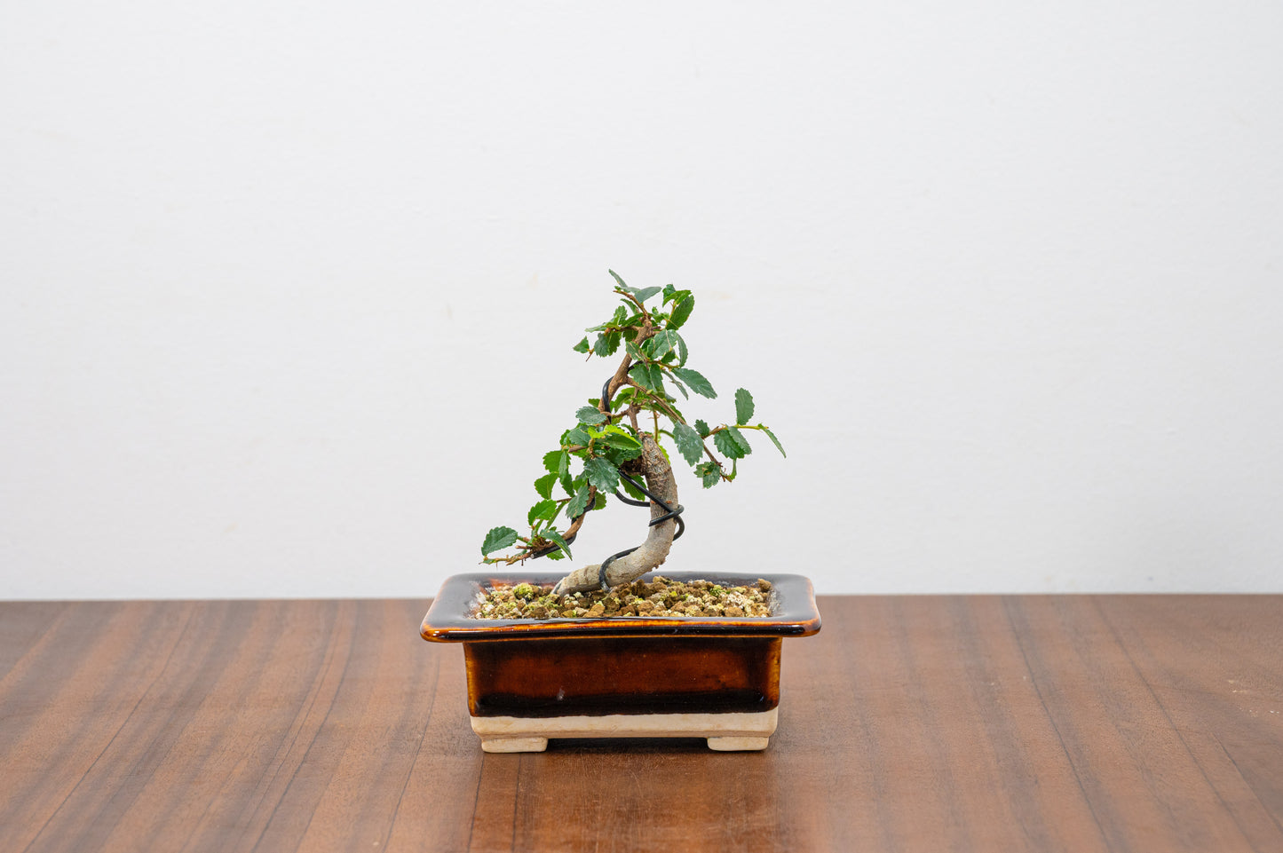 Chinese Elm 'MAME' Bonsai in 11 cm Dark Brown Ceramic Pot + Care Kit