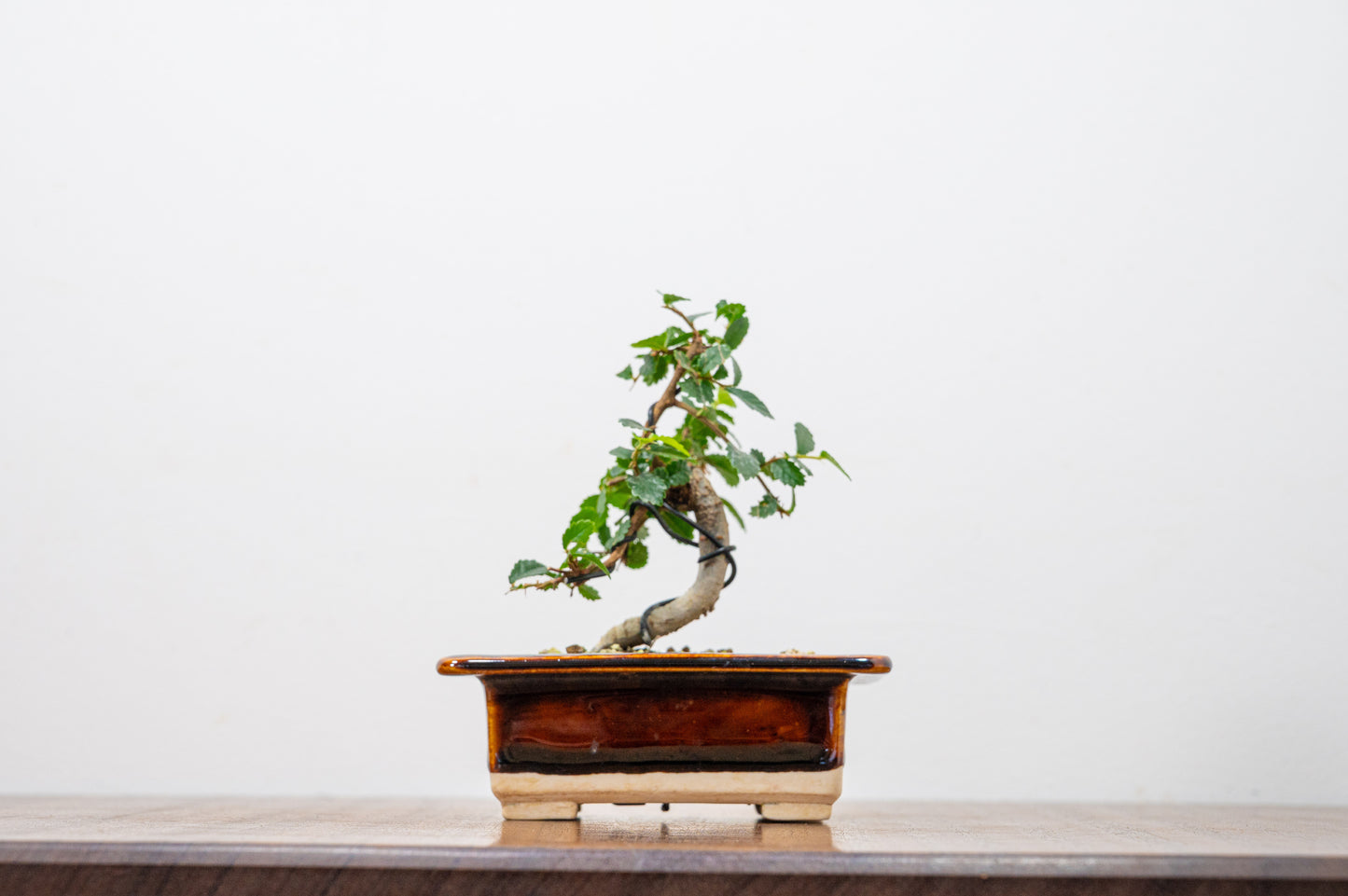 Chinese Elm 'MAME' Bonsai in 11 cm Dark Brown Ceramic Pot + Care Kit