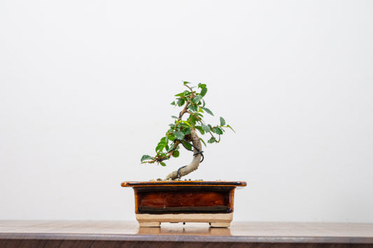 Chinese Elm 'MAME' Bonsai in 11 cm Dark Brown Ceramic Pot + Care Kit