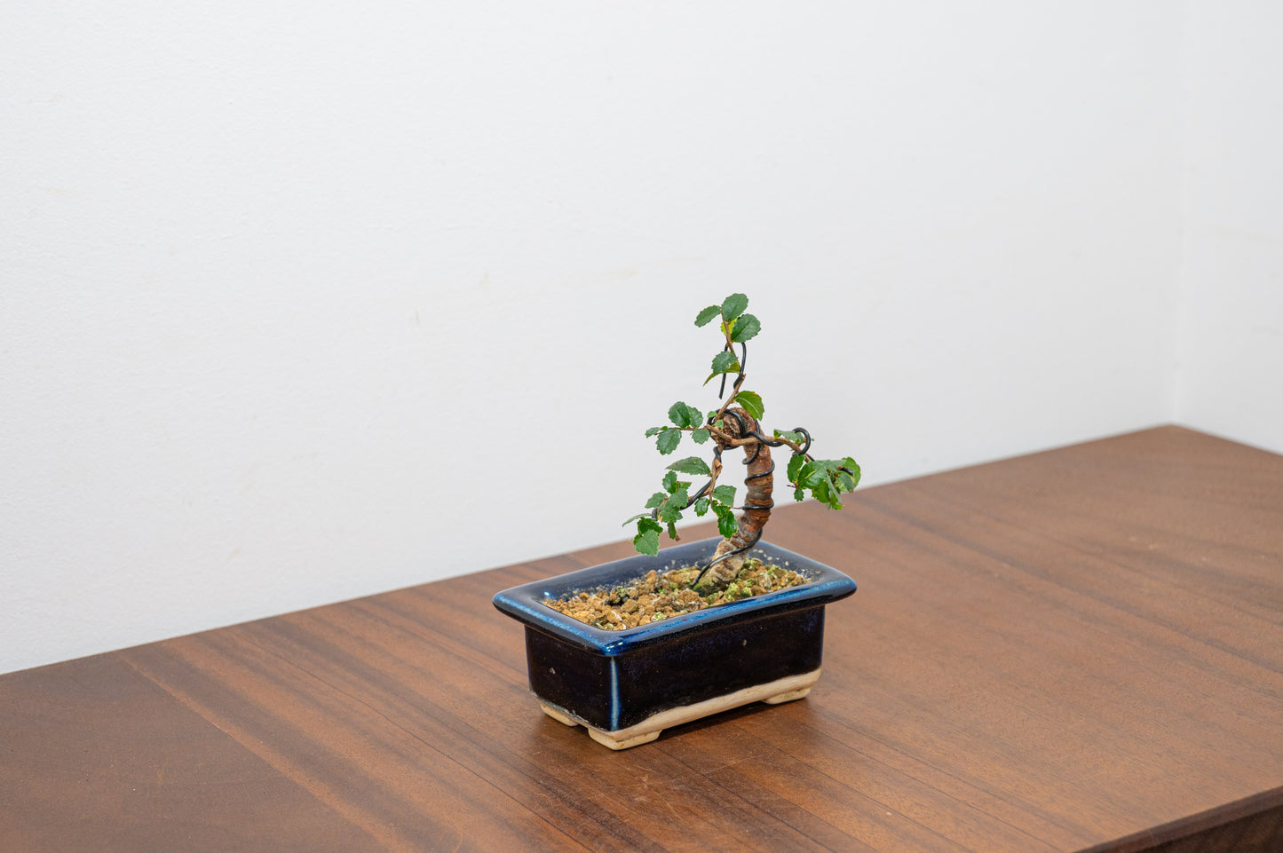 Chinese Elm 'MAME' Bonsai in 11 cm Dark Blue Ceramic Pot + Care Kit