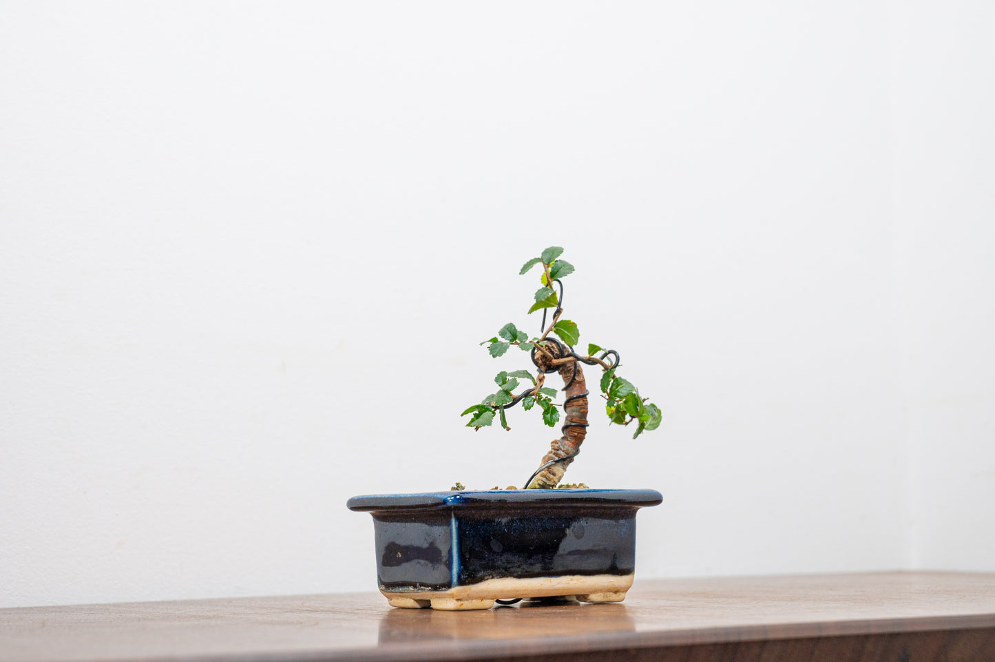 Chinese Elm 'MAME' Bonsai in 11 cm Dark Blue Ceramic Pot + Care Kit