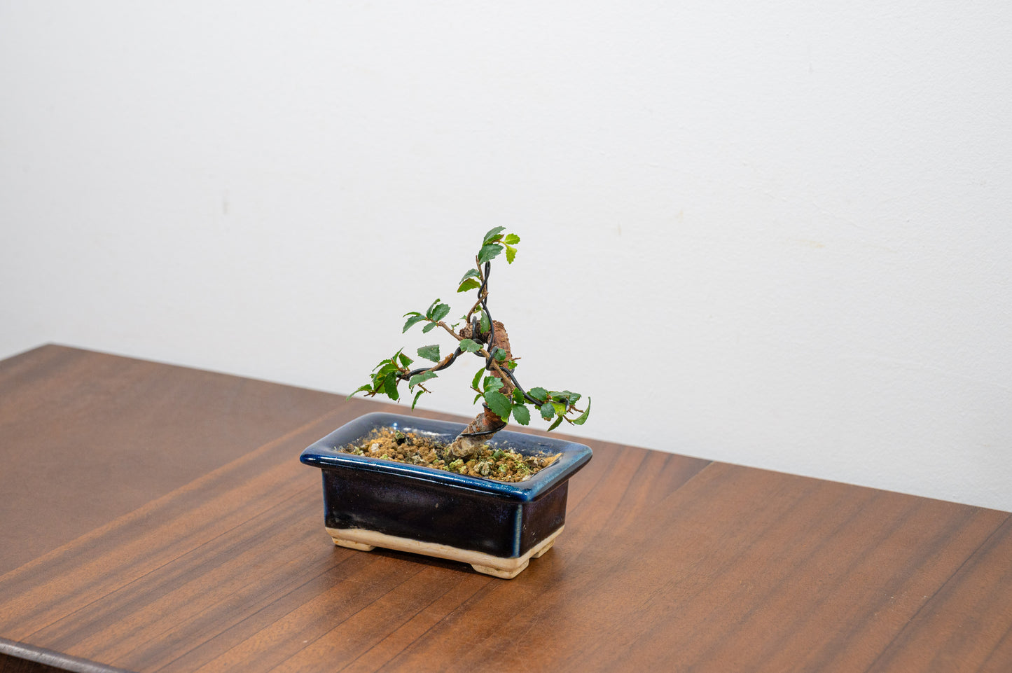 Chinese Elm 'MAME' Bonsai in 11 cm Dark Blue Ceramic Pot + Care Kit
