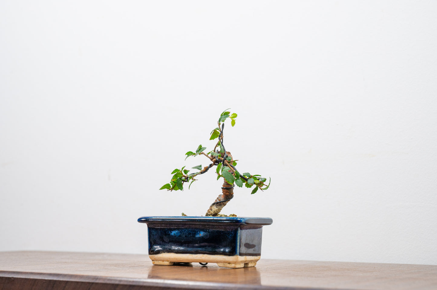 Chinese Elm 'MAME' Bonsai in 11 cm Dark Blue Ceramic Pot + Care Kit