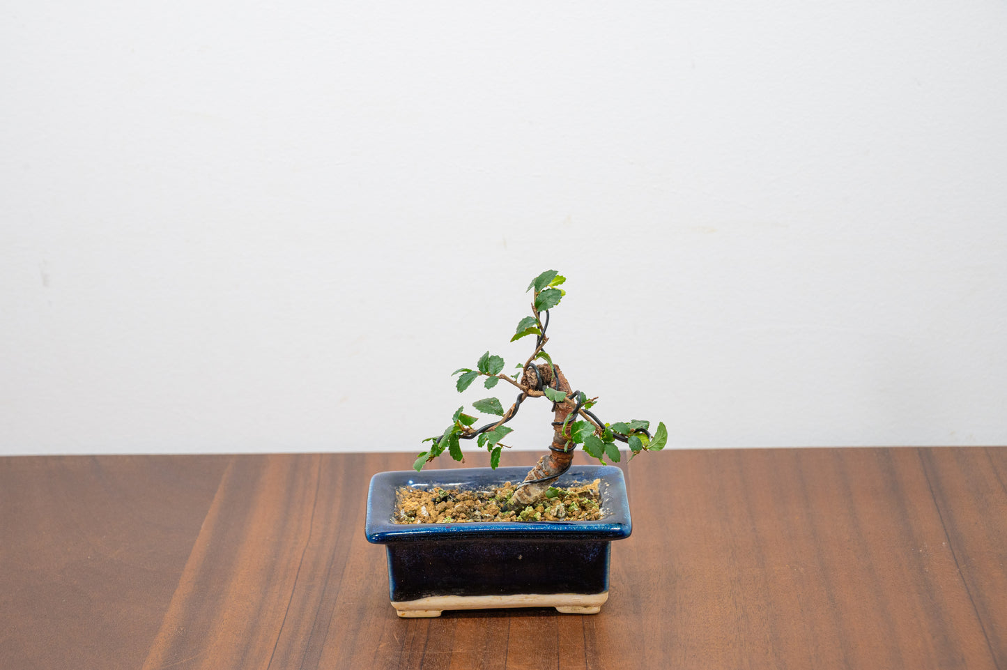 Chinese Elm 'MAME' Bonsai in 11 cm Dark Blue Ceramic Pot + Care Kit