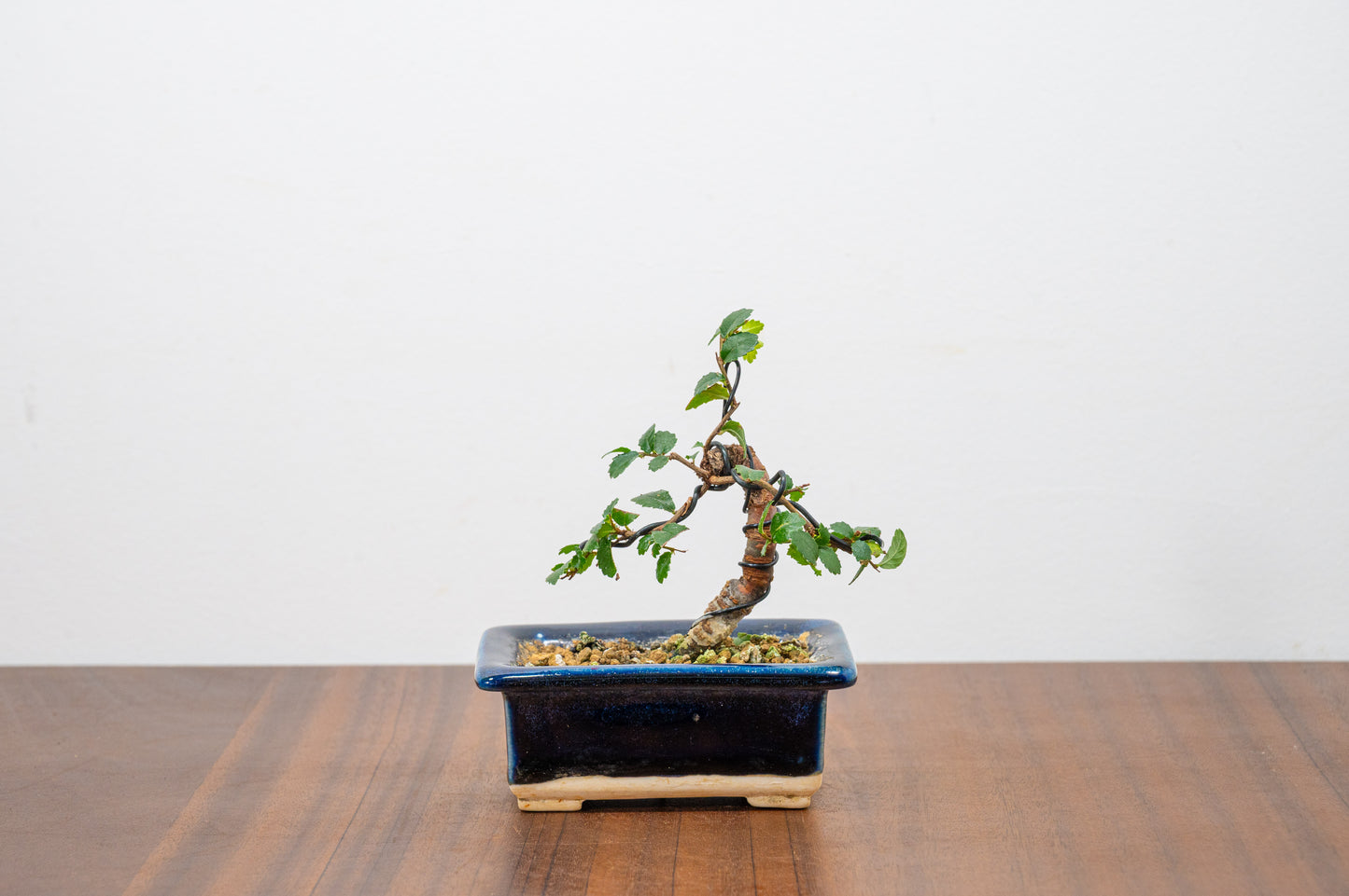 Chinese Elm 'MAME' Bonsai in 11 cm Dark Blue Ceramic Pot + Care Kit
