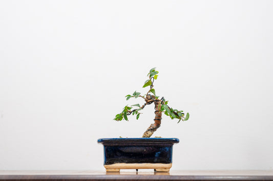 Chinese Elm 'MAME' Bonsai in 11 cm Dark Blue Ceramic Pot + Care Kit
