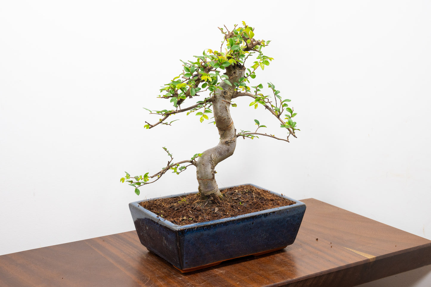 Chinese Elm Bonsai and Care Kit in 25cm Navy Ceramic Pot