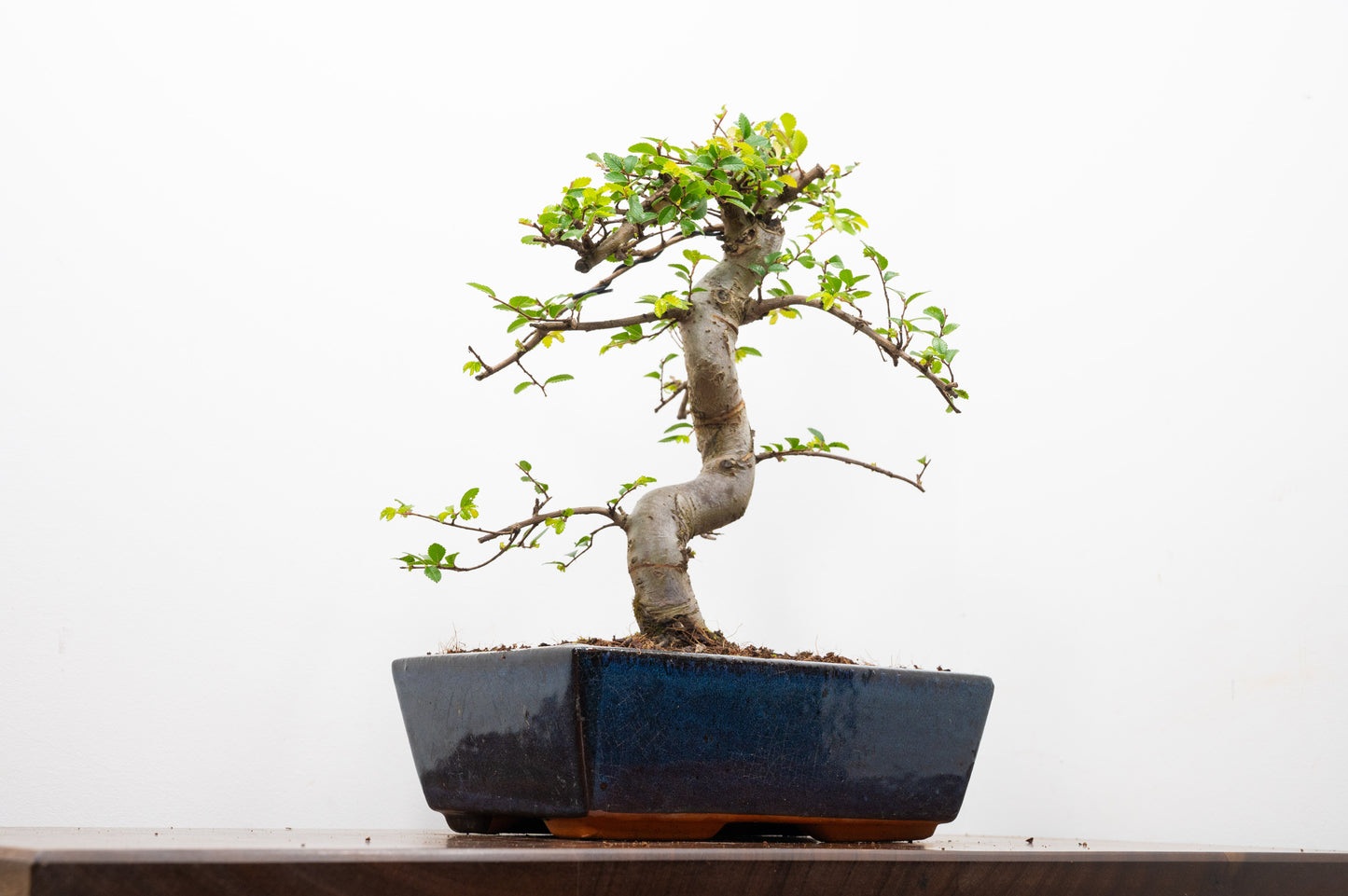 Chinese Elm Bonsai and Care Kit in 25cm Navy Ceramic Pot