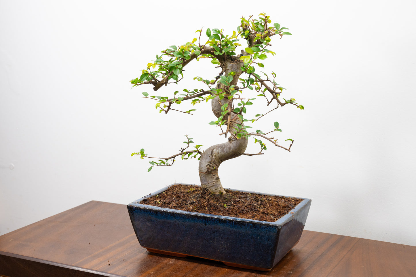 Chinese Elm Bonsai and Care Kit in 25cm Navy Ceramic Pot