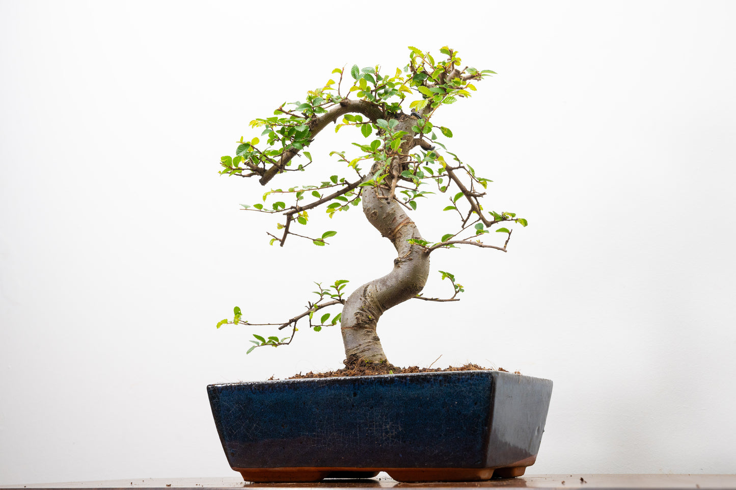 Chinese Elm Bonsai and Care Kit in 25cm Navy Ceramic Pot