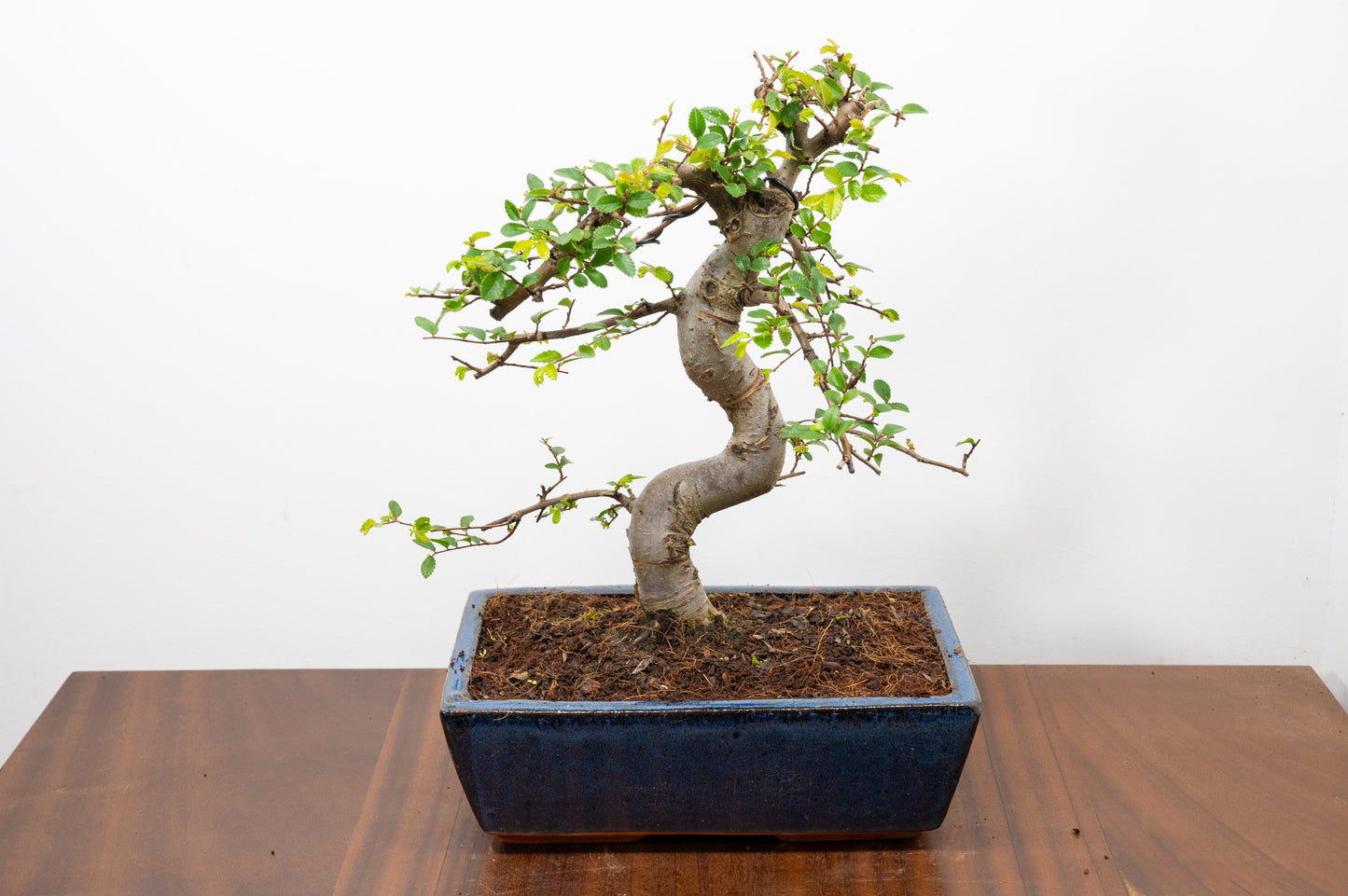Chinese Elm Bonsai and Care Kit in 25cm Navy Ceramic Pot