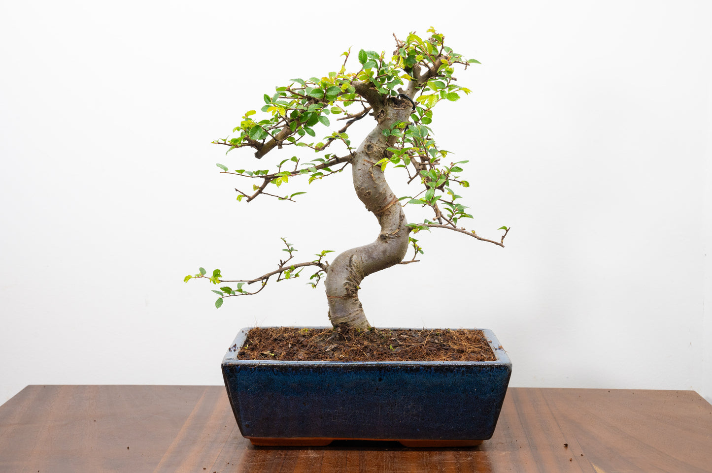 Chinese Elm Bonsai and Care Kit in 25cm Navy Ceramic Pot