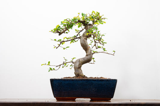 Chinese Elm Bonsai and Care Kit in 25cm Navy Ceramic Pot