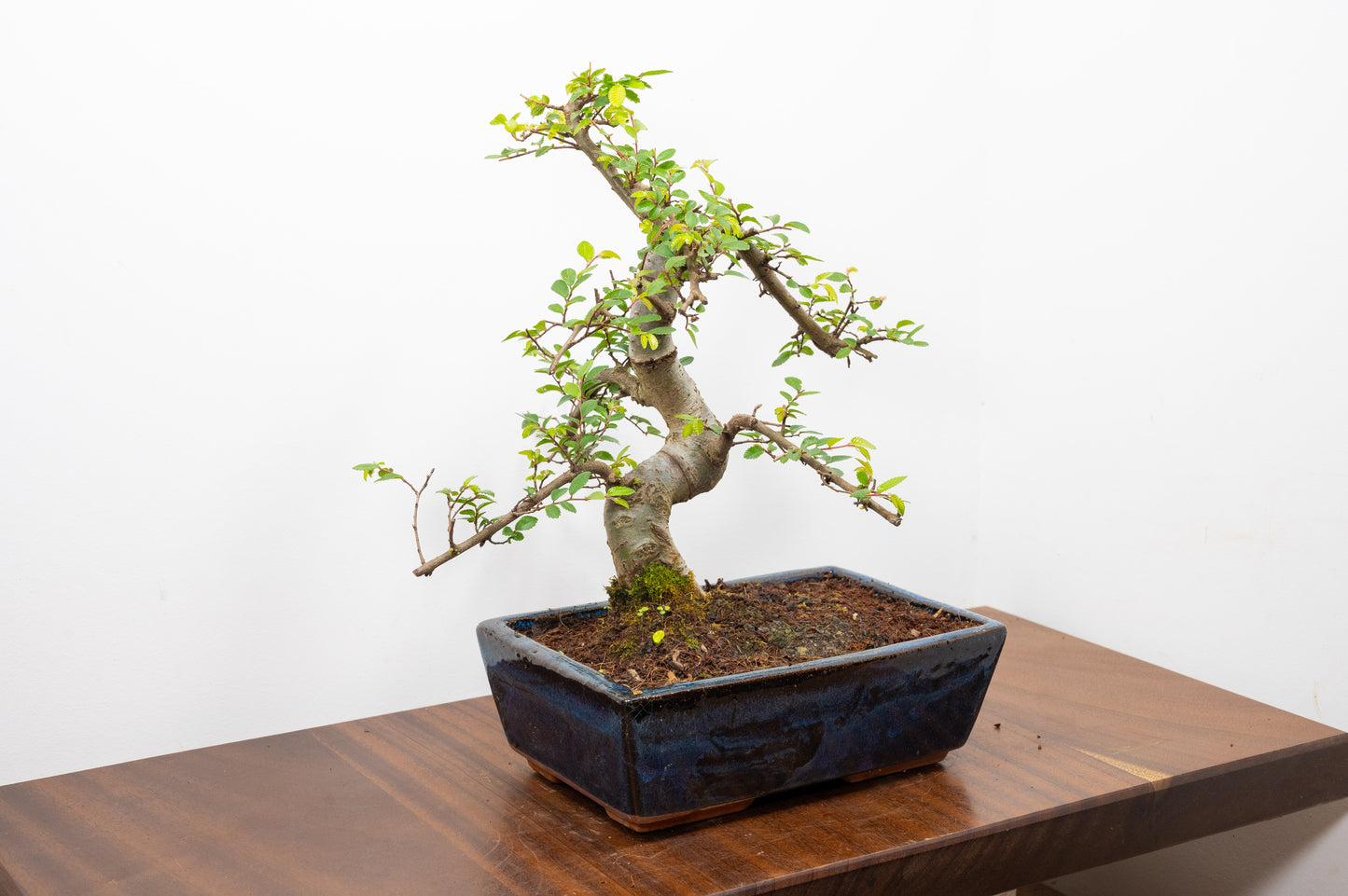 Chinese Elm Bonsai and Care Kit in 25cm Navy Ceramic Pot