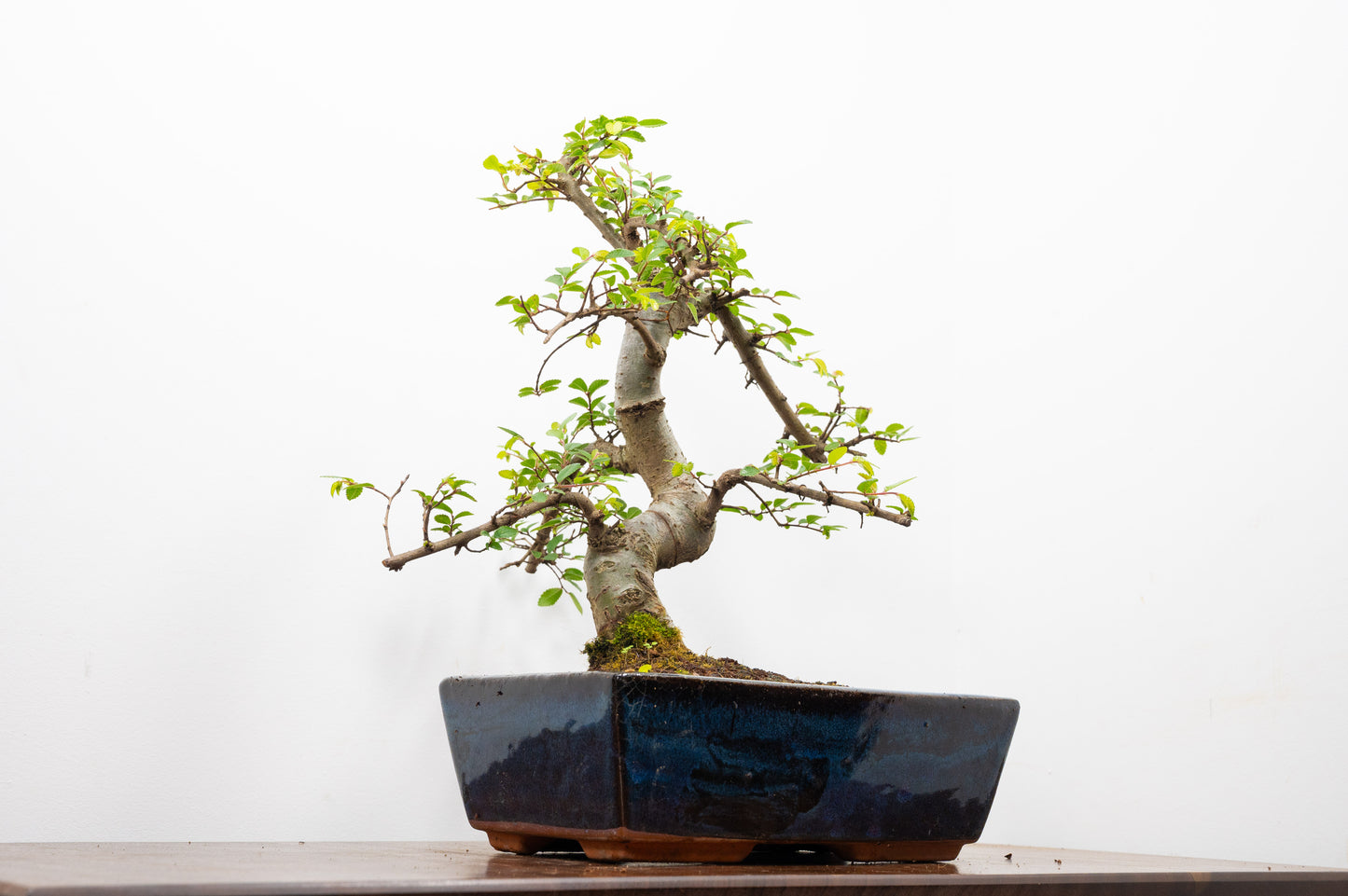Chinese Elm Bonsai and Care Kit in 25cm Navy Ceramic Pot