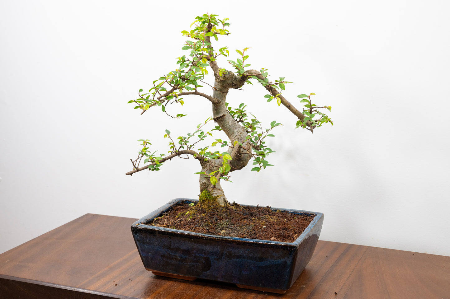 Chinese Elm Bonsai and Care Kit in 25cm Navy Ceramic Pot