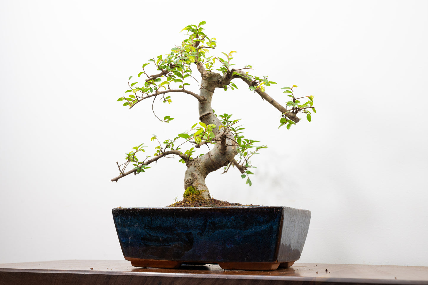 Chinese Elm Bonsai and Care Kit in 25cm Navy Ceramic Pot