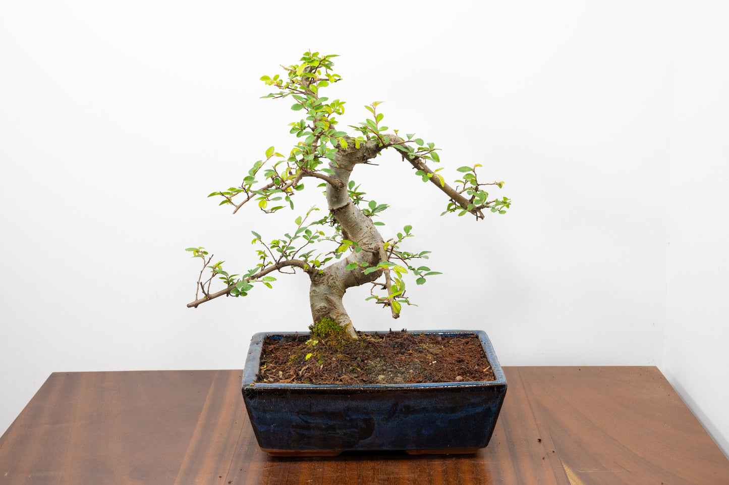 Chinese Elm Bonsai and Care Kit in 25cm Navy Ceramic Pot