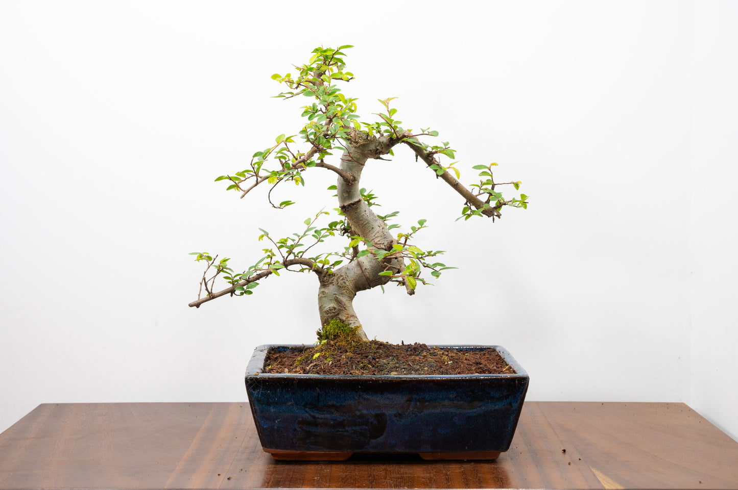 Chinese Elm Bonsai and Care Kit in 25cm Navy Ceramic Pot