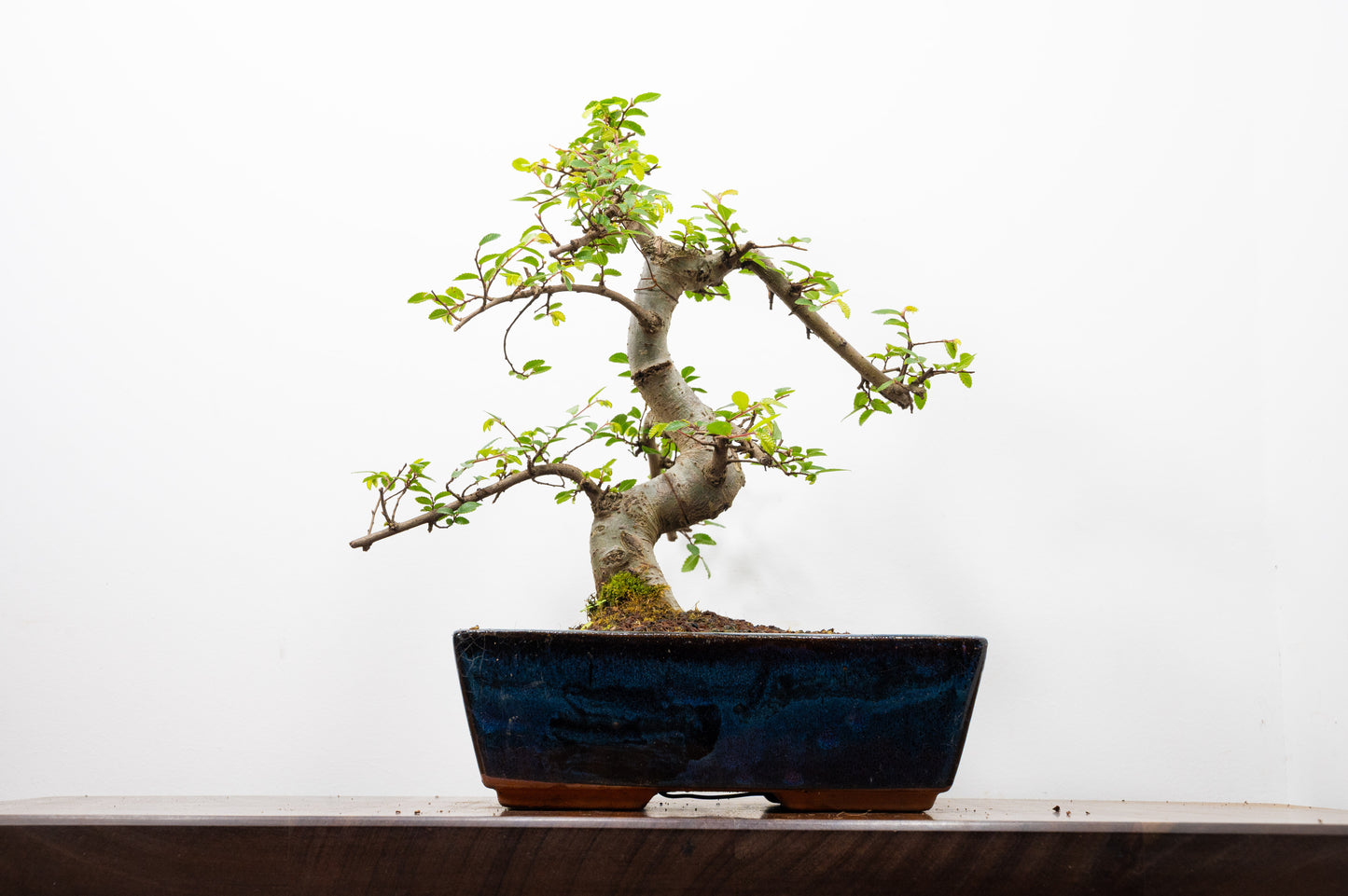 Chinese Elm Bonsai and Care Kit in 25cm Navy Ceramic Pot