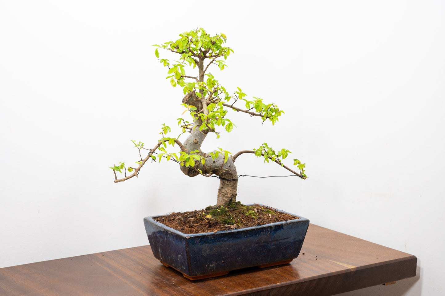 Chinese Elm Bonsai and Care Kit in 25cm Navy Ceramic Pot