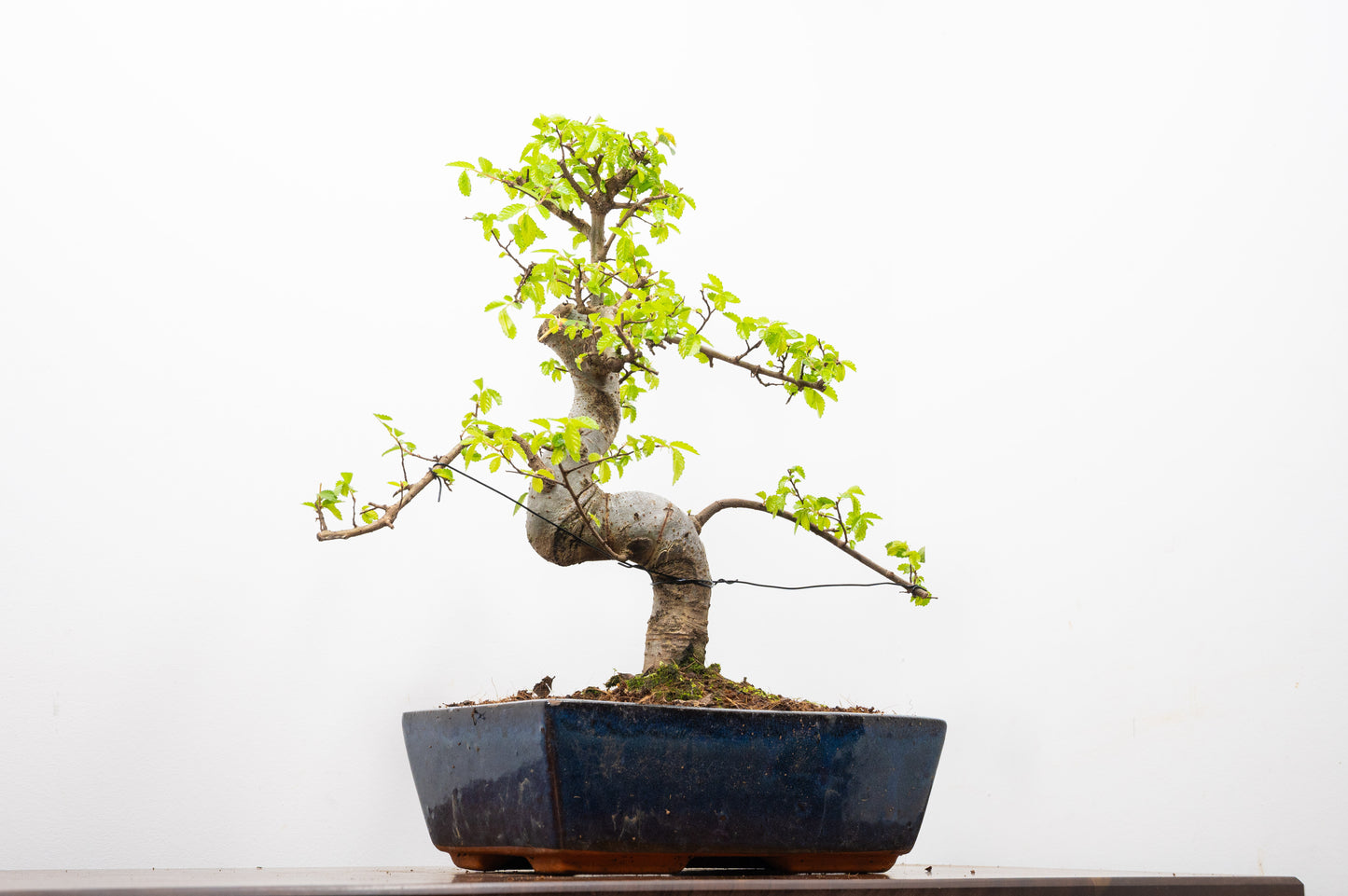 Chinese Elm Bonsai and Care Kit in 25cm Navy Ceramic Pot