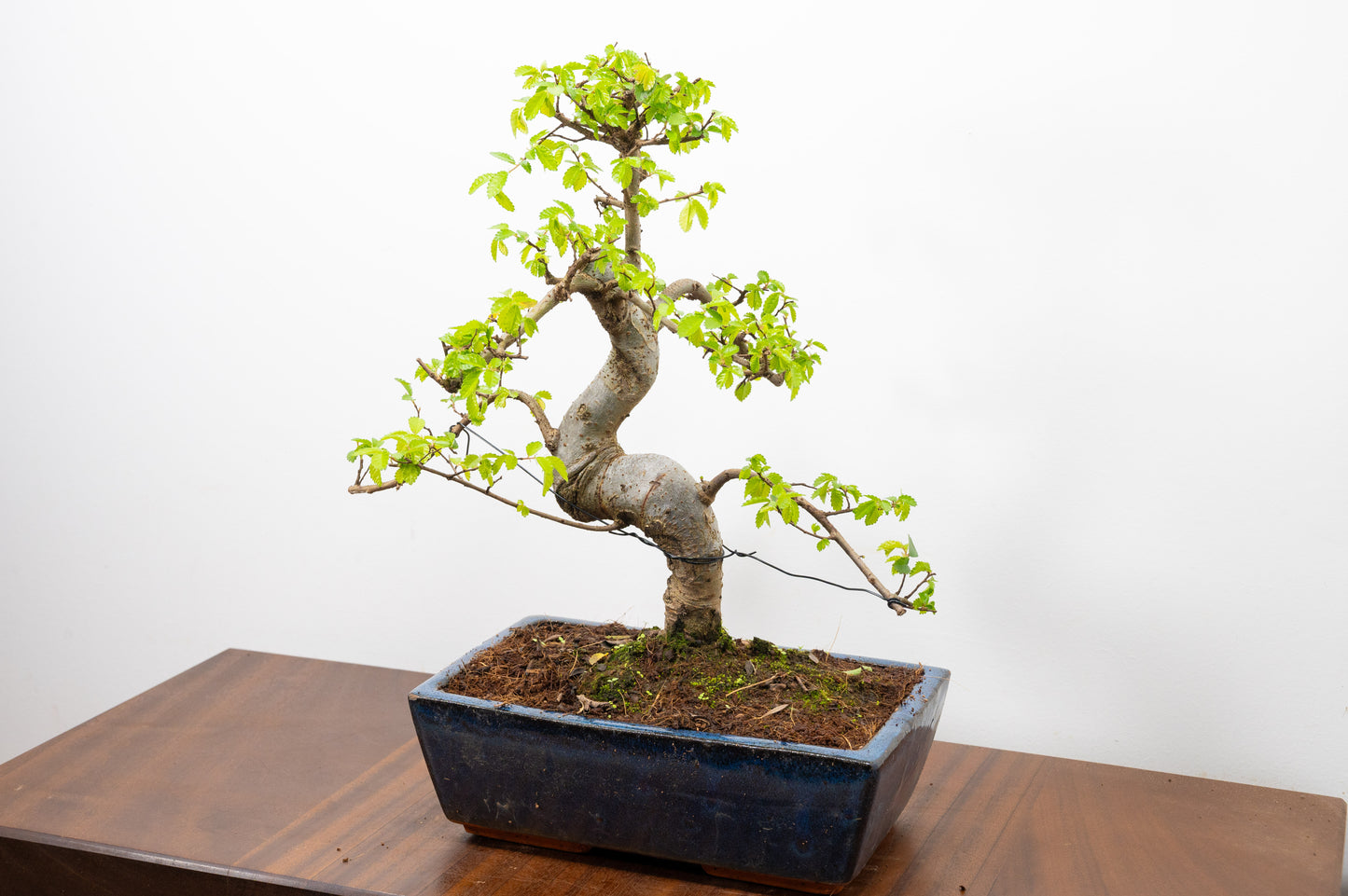 Chinese Elm Bonsai and Care Kit in 25cm Navy Ceramic Pot