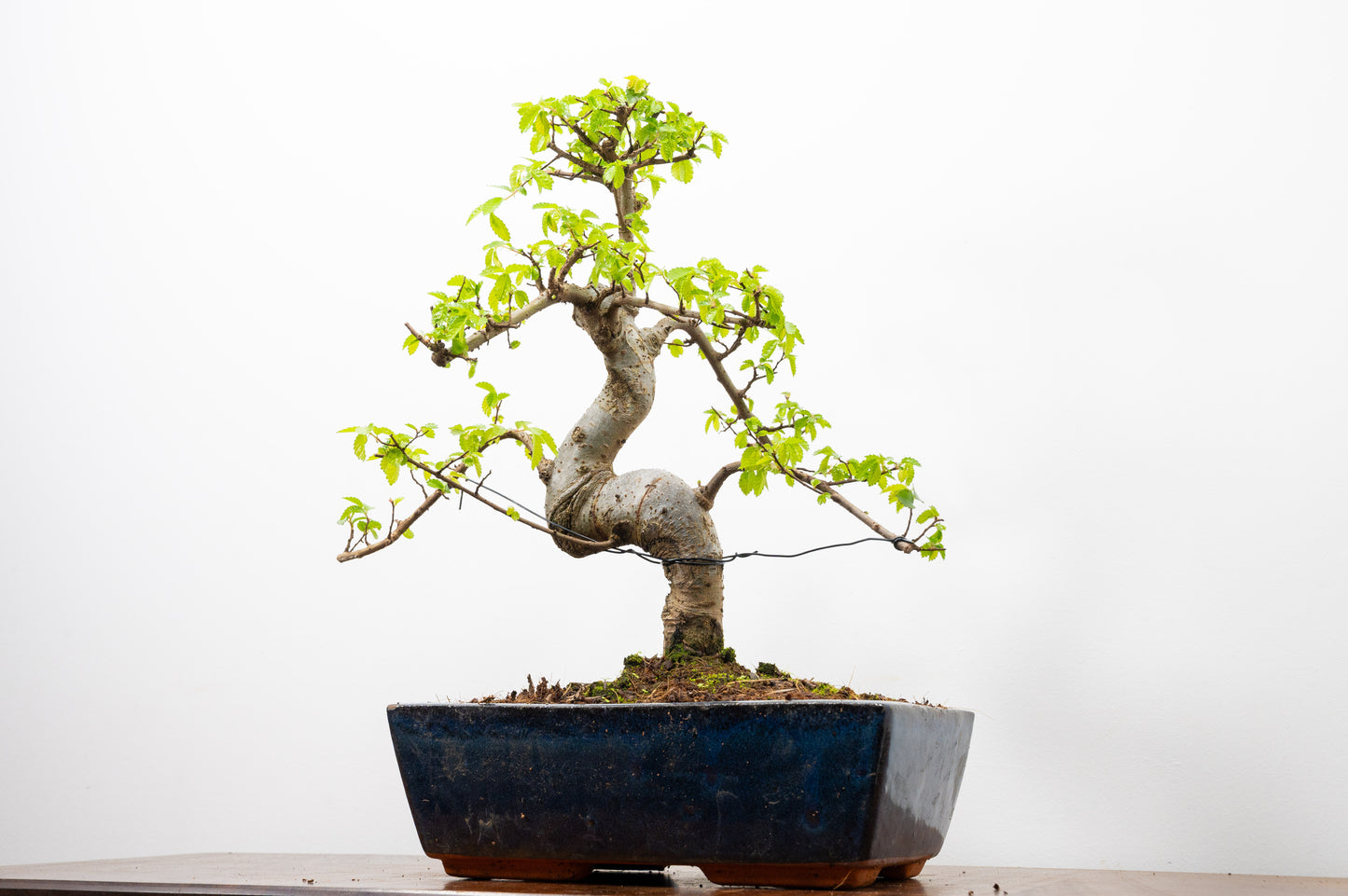 Chinese Elm Bonsai and Care Kit in 25cm Navy Ceramic Pot