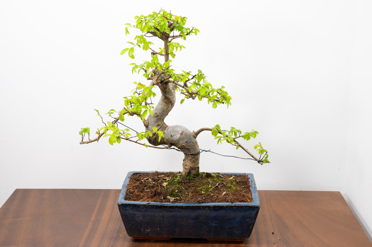 Chinese Elm Bonsai and Care Kit in 25cm Navy Ceramic Pot