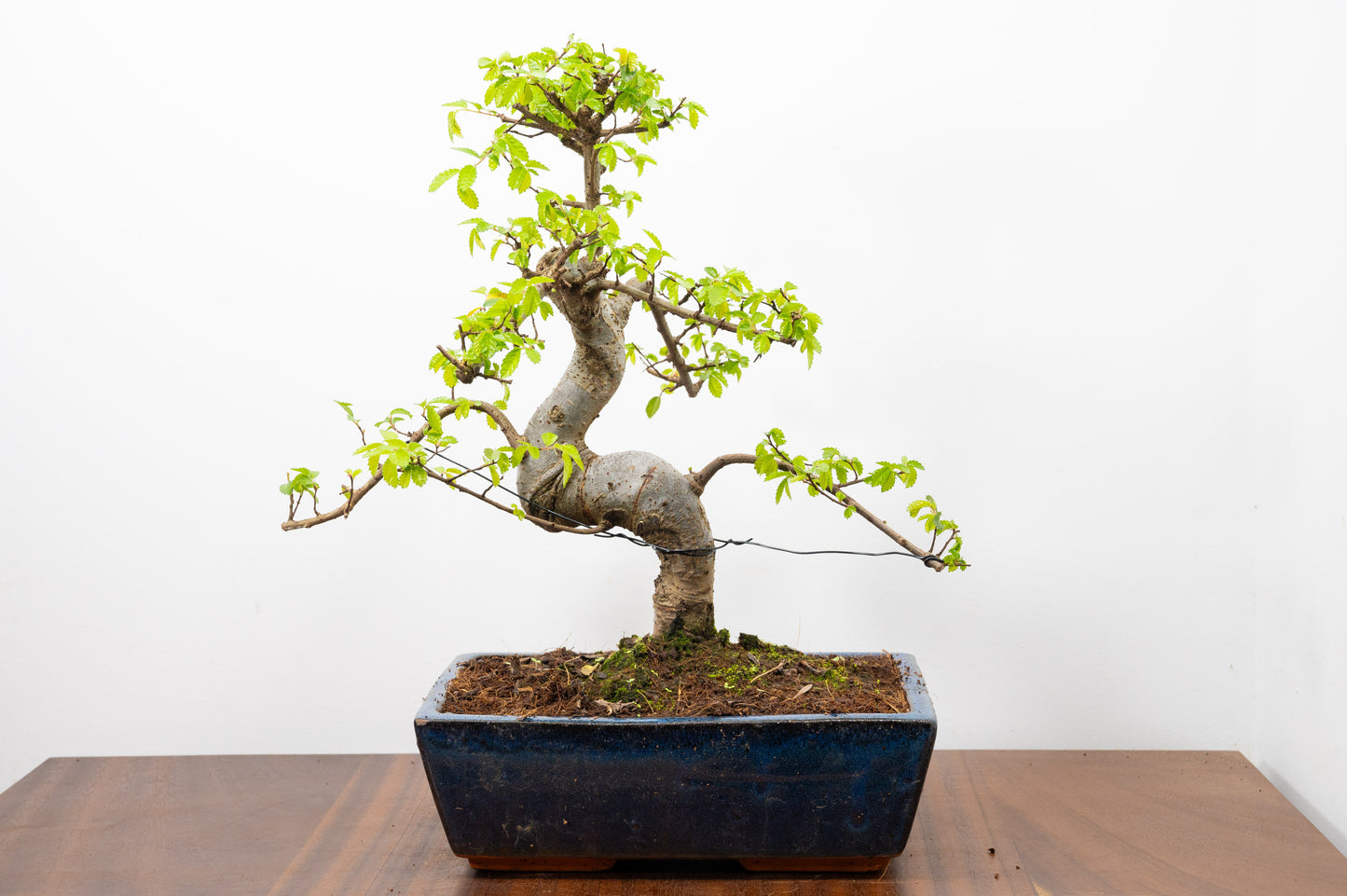Chinese Elm Bonsai and Care Kit in 25cm Navy Ceramic Pot