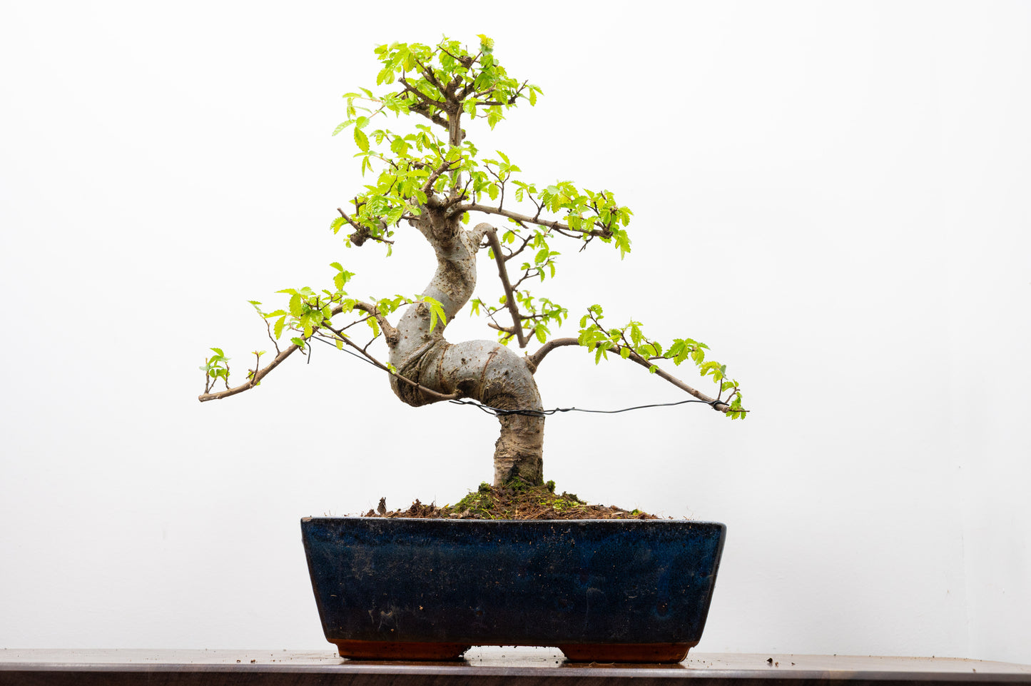Chinese Elm Bonsai and Care Kit in 25cm Navy Ceramic Pot