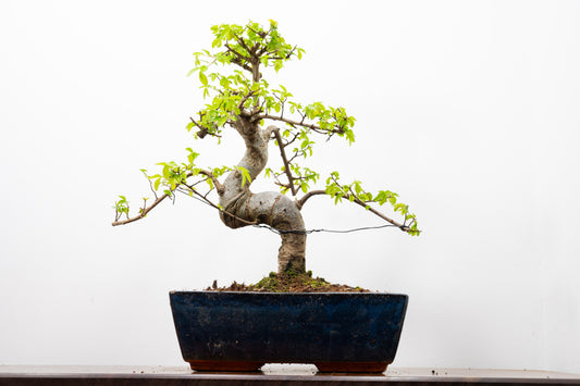 Chinese Elm Bonsai and Care Kit in 25cm Navy Ceramic Pot