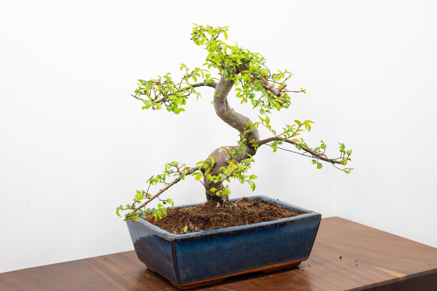 Chinese Elm Bonsai and Care Kit in 25cm Navy Ceramic Pot