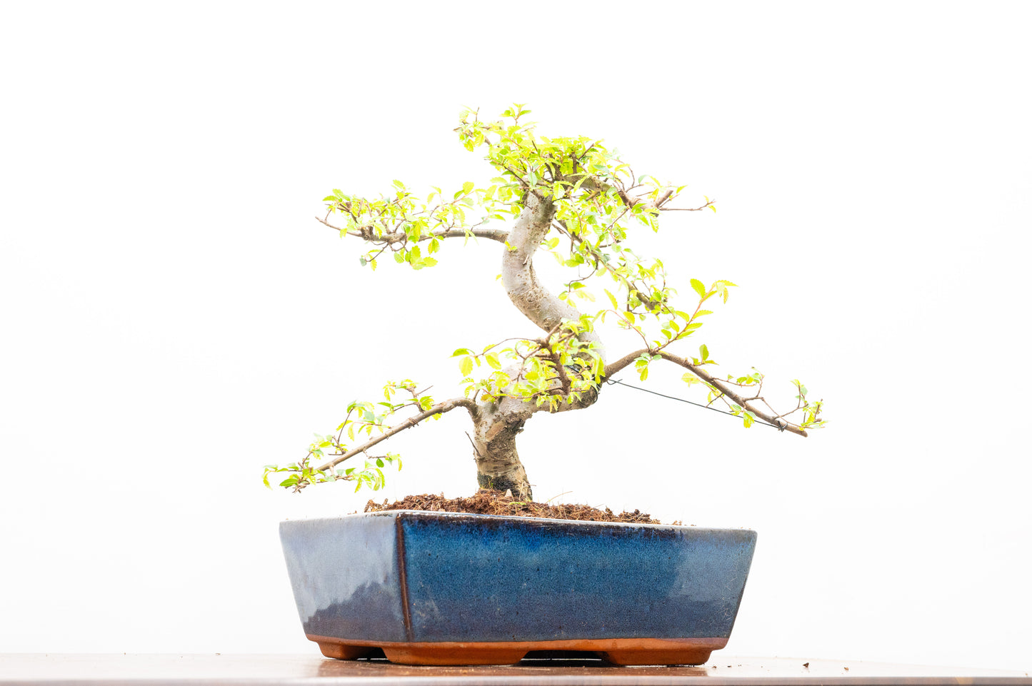 Chinese Elm Bonsai and Care Kit in 25cm Navy Ceramic Pot