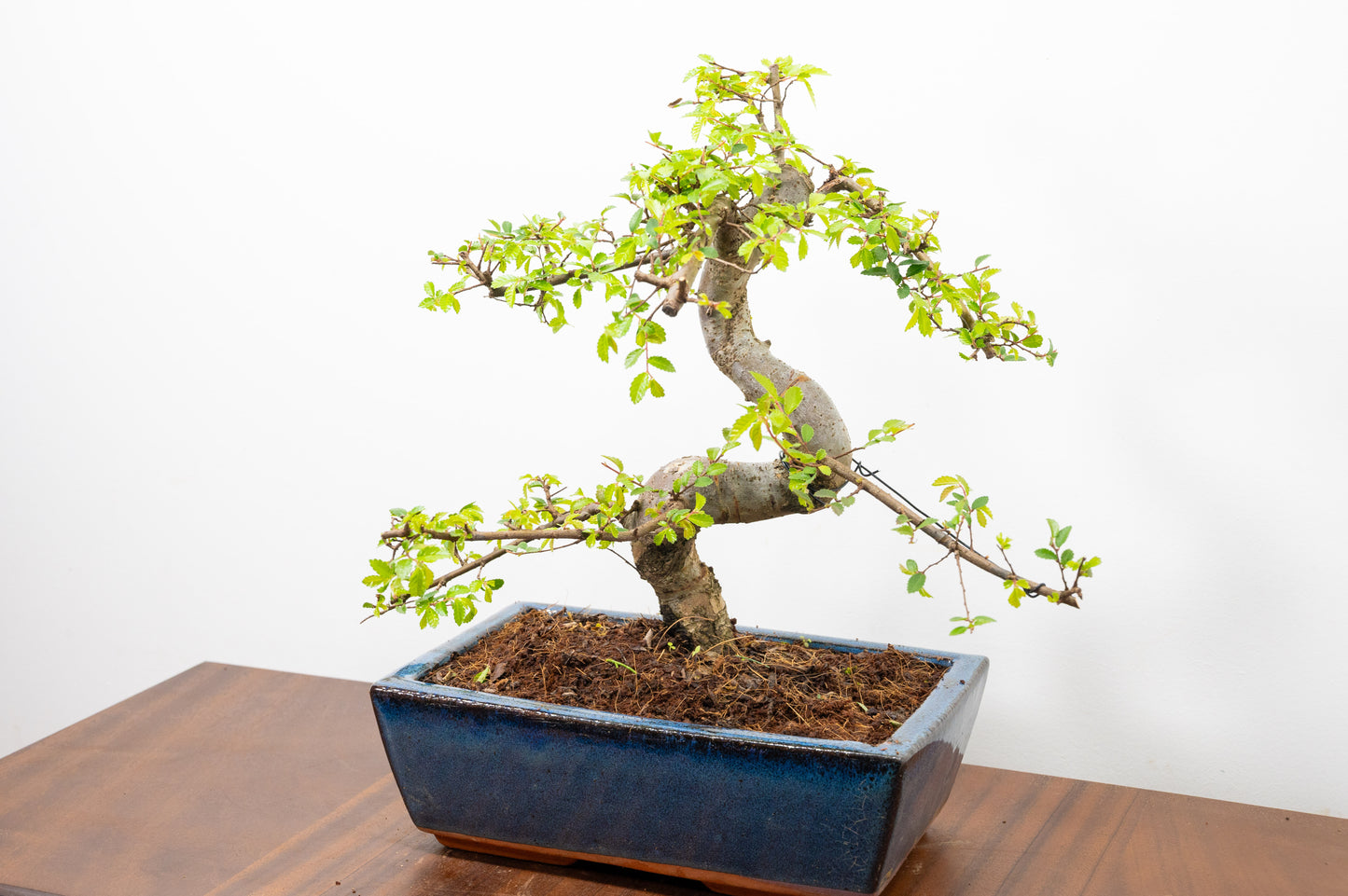 Chinese Elm Bonsai and Care Kit in 25cm Navy Ceramic Pot