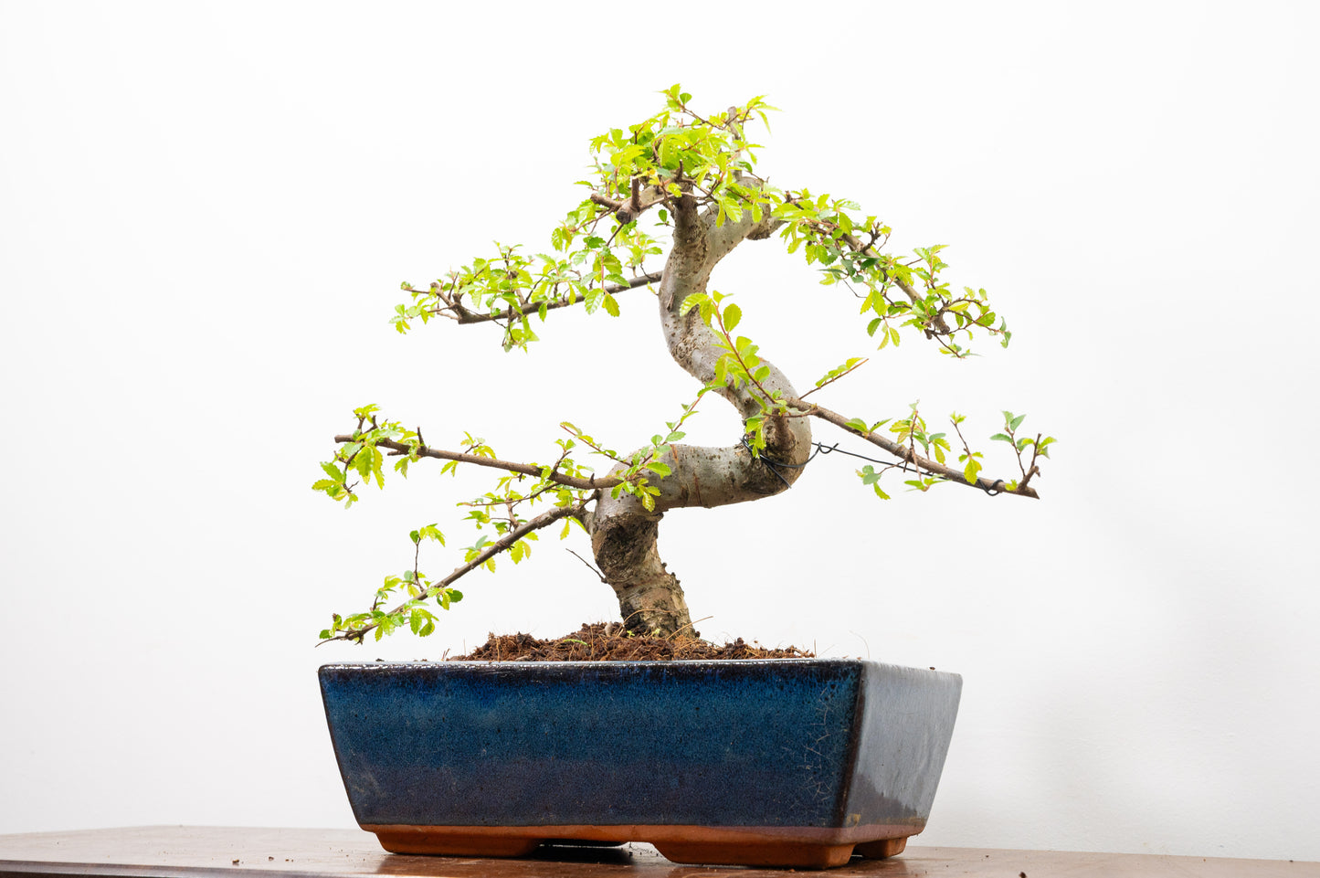 Chinese Elm Bonsai and Care Kit in 25cm Navy Ceramic Pot