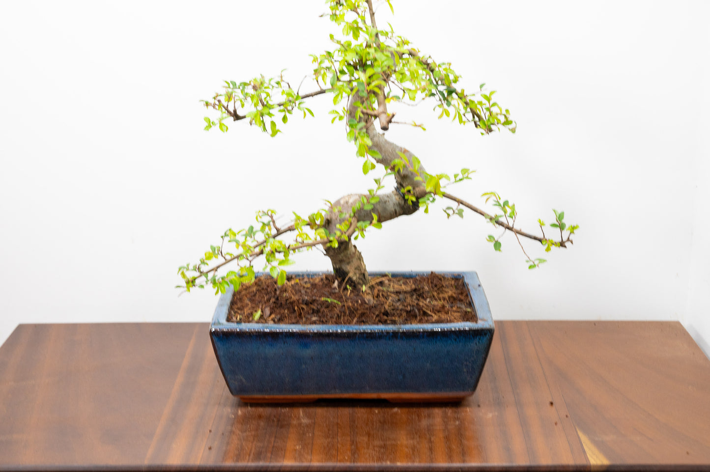 Chinese Elm Bonsai and Care Kit in 25cm Navy Ceramic Pot