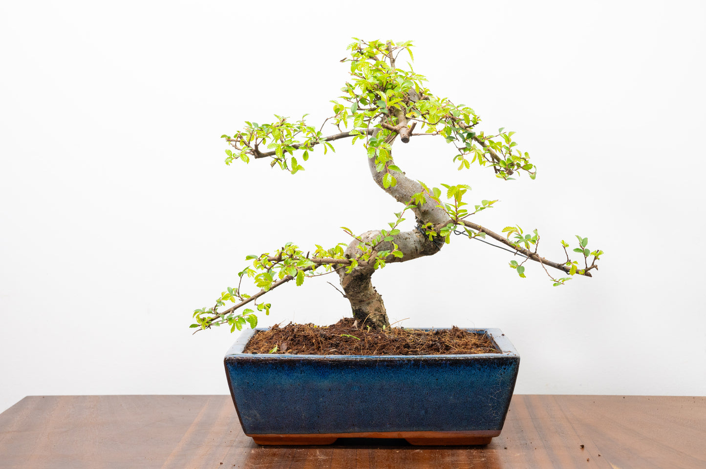 Chinese Elm Bonsai and Care Kit in 25cm Navy Ceramic Pot
