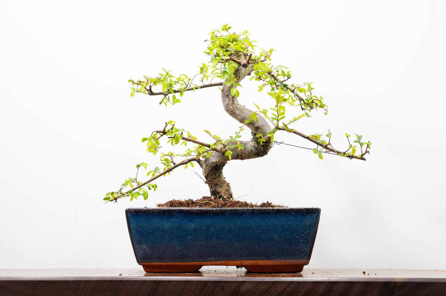 Chinese Elm Bonsai and Care Kit in 25cm Navy Ceramic Pot