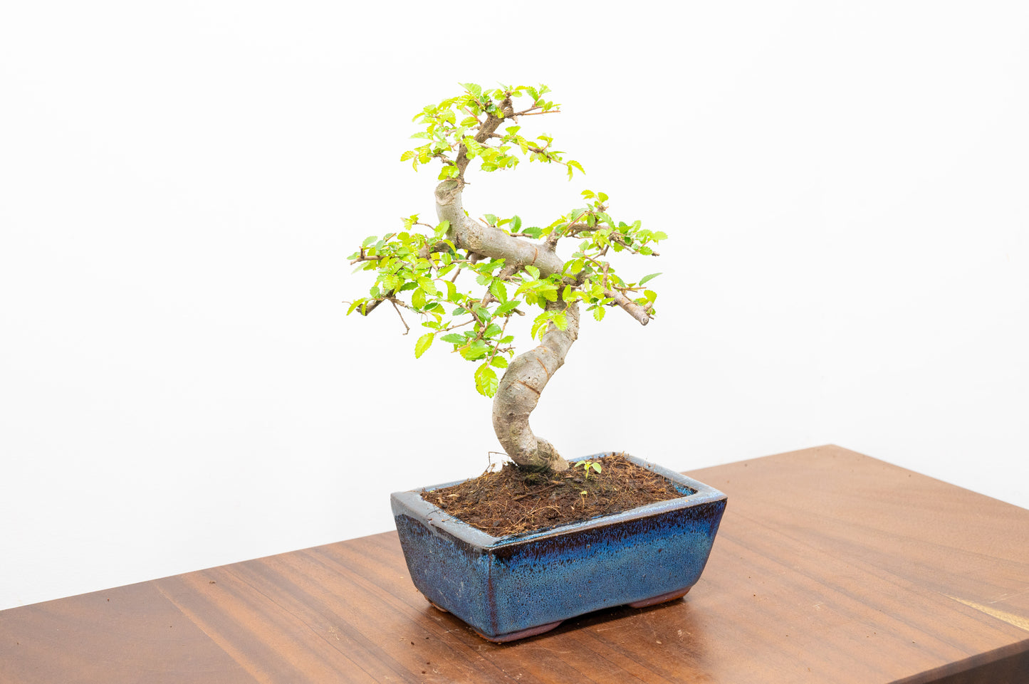 Chinese Elm Bonsai and Care Kit in 15cm Navy Ceramic Pot