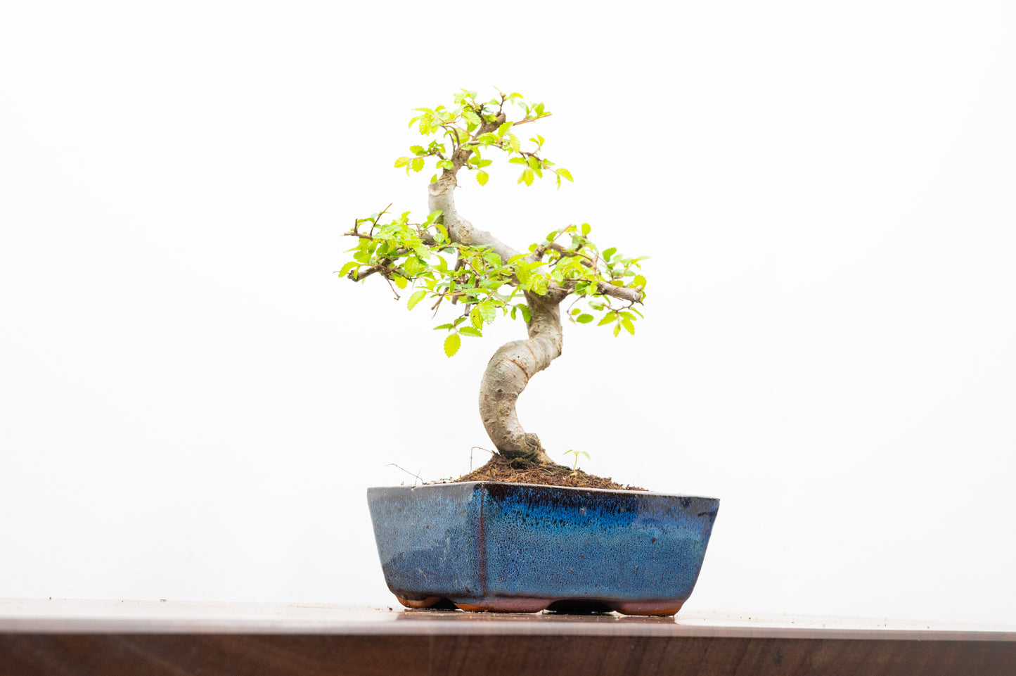 Chinese Elm Bonsai and Care Kit in 15cm Navy Ceramic Pot
