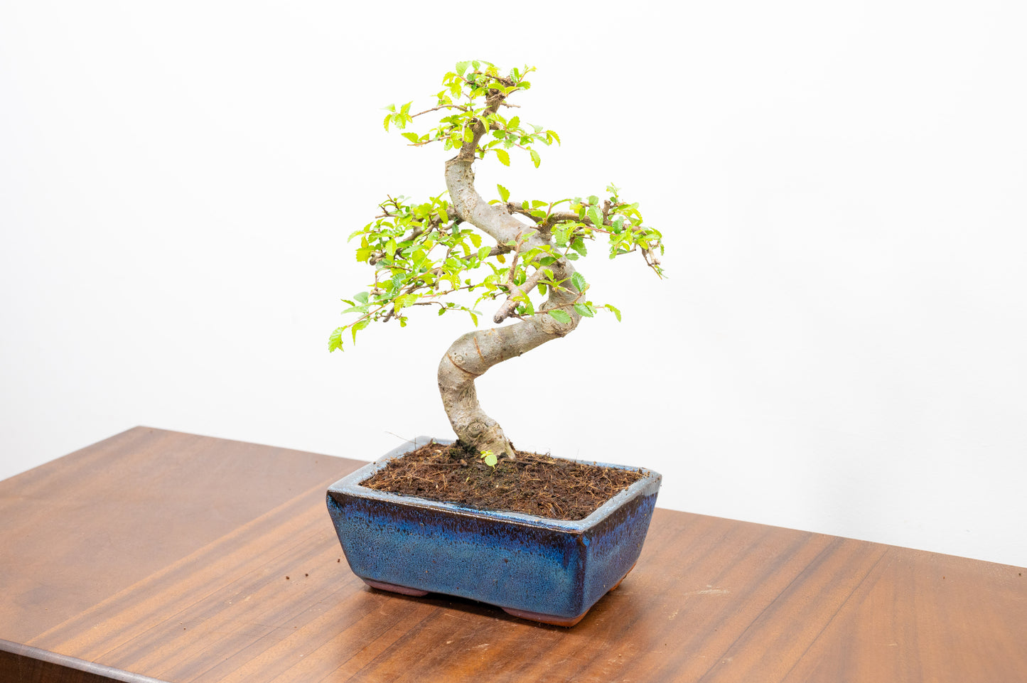 Chinese Elm Bonsai and Care Kit in 15cm Navy Ceramic Pot