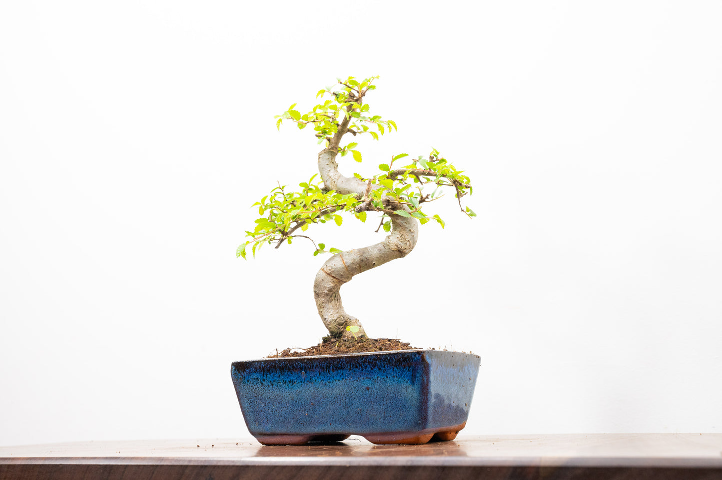 Chinese Elm Bonsai and Care Kit in 15cm Navy Ceramic Pot